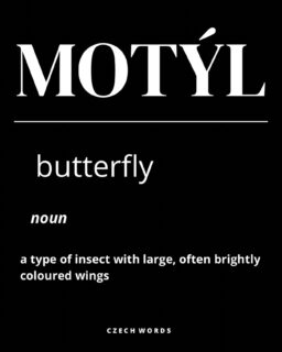 The first warm days in Czechia call for a new Czech word: motýl 🦋 a little symbol of spring. 🌞

#czechword #learnczech #czechlanguage #motyl #internationalstudents