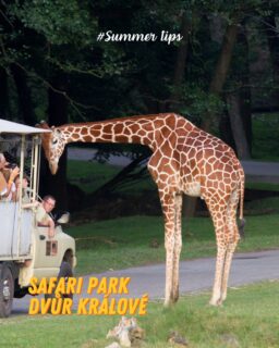Looking for a summer day trip outside Prague? 🦒
Safari Park Dvůr Králové is a great tip if you want to explore more of Czechia and experience something different from the city. The park has three parts: a classic walking zoo, a walking safari and a vehicle safari.
You can visit the African and Lion Safari by your own car, Safaribus or Afrika Truck. The vehicle safari route is about 5.5 km long, and you can see animals such as giraffes, zebras, antelopes, rhinos, wildebeests, watusi cattle, ostriches, pelicans and lions.
💡 Good to know:
• the park is open daily in summer from 9:00 to 18:00
• last safari entry is at 16:30
• student discounts are available only on-site with a valid student ID
• check your connection in advance — you can travel to Dvůr Králové by bus or train and then continue to the ZOO stop
Perfect for a full-day summer trip, animal lovers and anyone who wants to escape Prague for a while. 🌿
#SummerTips #StudyInPrague #InternationalStudents #CzechiaTrips #PragueTrips #SafariParkDvurKralove #VSEInternationalStudents