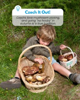 Czech It Out!👀 Mushroom picking it’s basically the Czech national sport.🍄‍🟫

#czechitout #facts #mushroompicking #houby